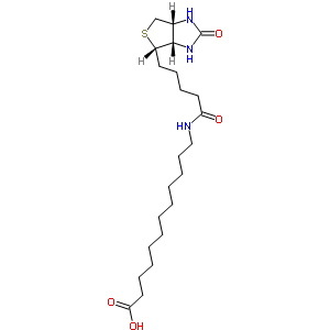 N-biotinyl-12-aminododecanoic acidStructure,135447-73-3Structure N-biotinyl-12-aminododecanoic acid Structure,135447-73-3Structure